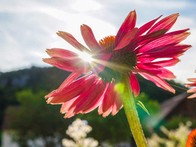 Zwei rosa Blüten ragen vor einem blauen Himmel in Franken empor