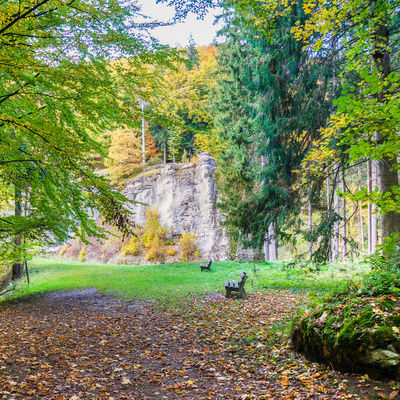 Ein ruhiger, mit Gras bewachsener Waldweg führt durch einen alten Mischwald aus Nadel- und Laubbäumen.