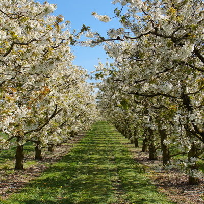 Eine Reihe von Bäumen mit weißen Blüten im Frühling