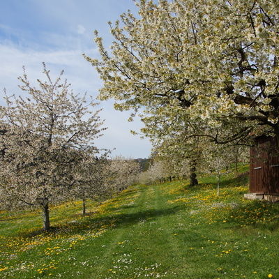 Mehrere blühende Bäume stehen auf einem Feld in der Fränkischen Schweiz
