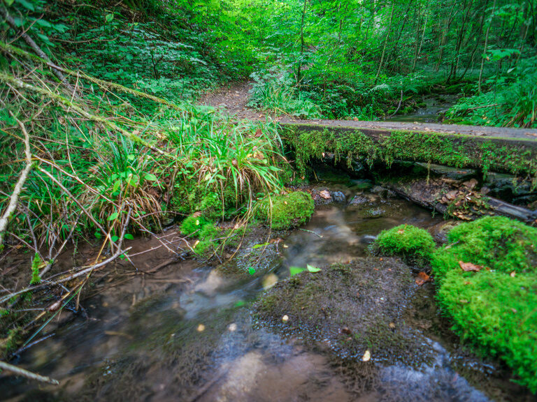 Ein Bach fließt durch einen üppig grünen Wald der Fränkischen Schweiz