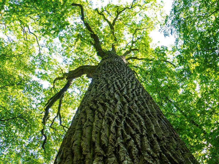 Das obere Ende eines hohen Baumes mit grünen Blättern ragt in den Himmel.