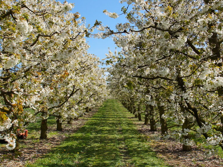 Eine Reihe von Bäumen mit weißen Blüten im Frühling