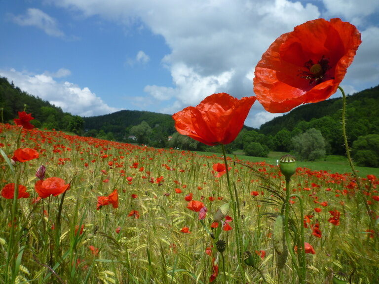 Eine Wiese mit vielen rot blühenden Mohnblumen nahe dem Landhaus Sponsel-Regus in der fränkischen Schweiz