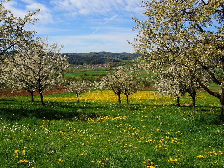 Blühende Bäume sowie ein blühendes Wiesenfeld