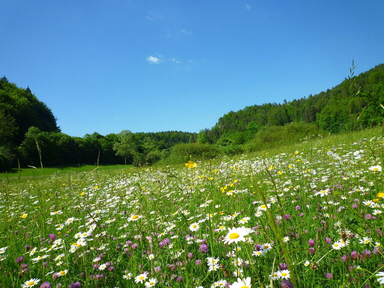 Eine Wiese voller bunter Wildblumen vor einem dichten Wald in der Fränkischen Schweiz