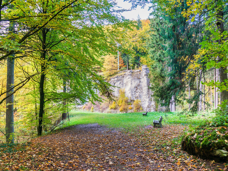 Ein ruhiger, mit Gras bewachsener Waldweg führt durch einen alten Mischwald aus Nadel- und Laubbäumen.