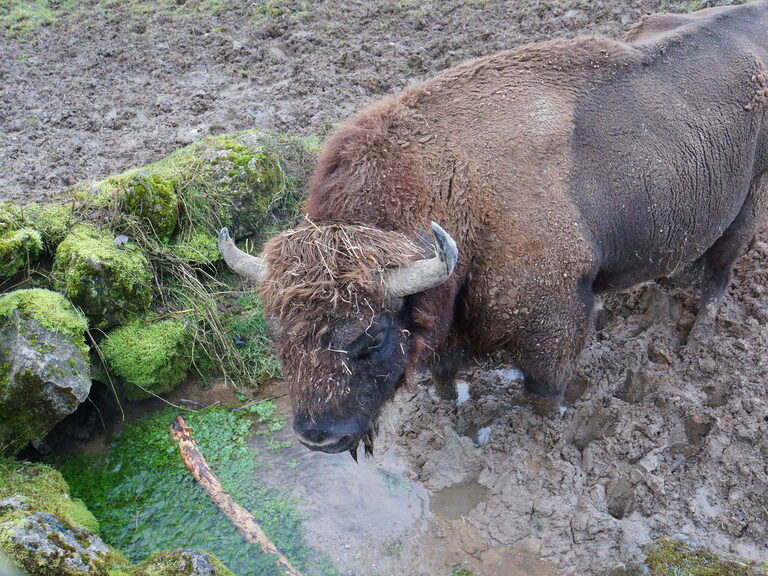 Ein Wisent steht im Schlamm