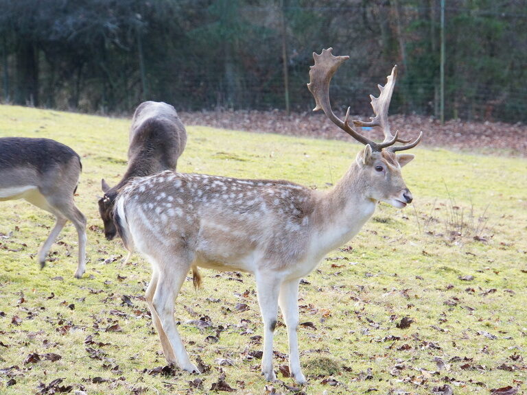 Zwei Rehe grasen auf einem Feld mit grünem Gras in Franken